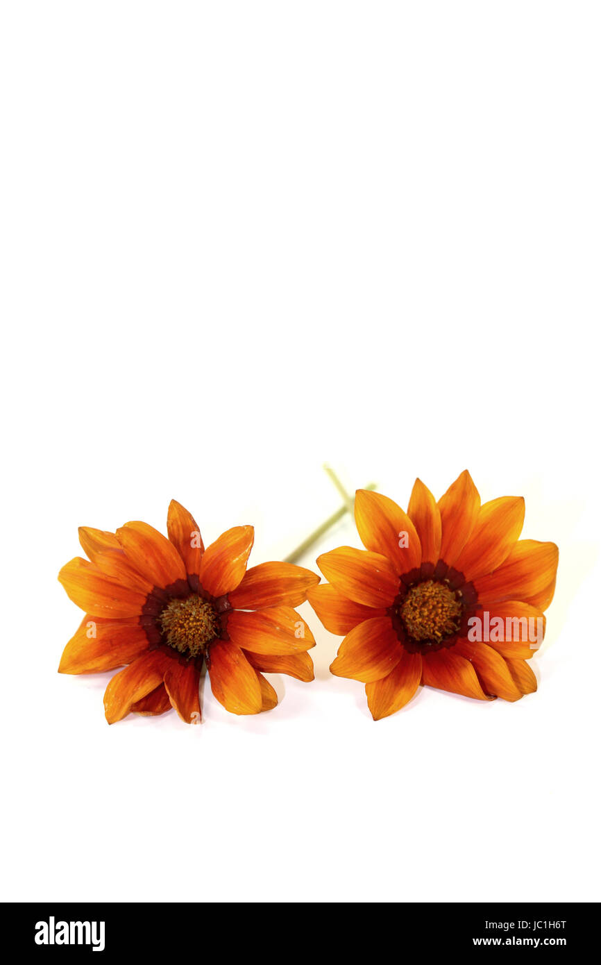 zwei orange-braune Gazania vor hellem Hintergrund Stock Photo