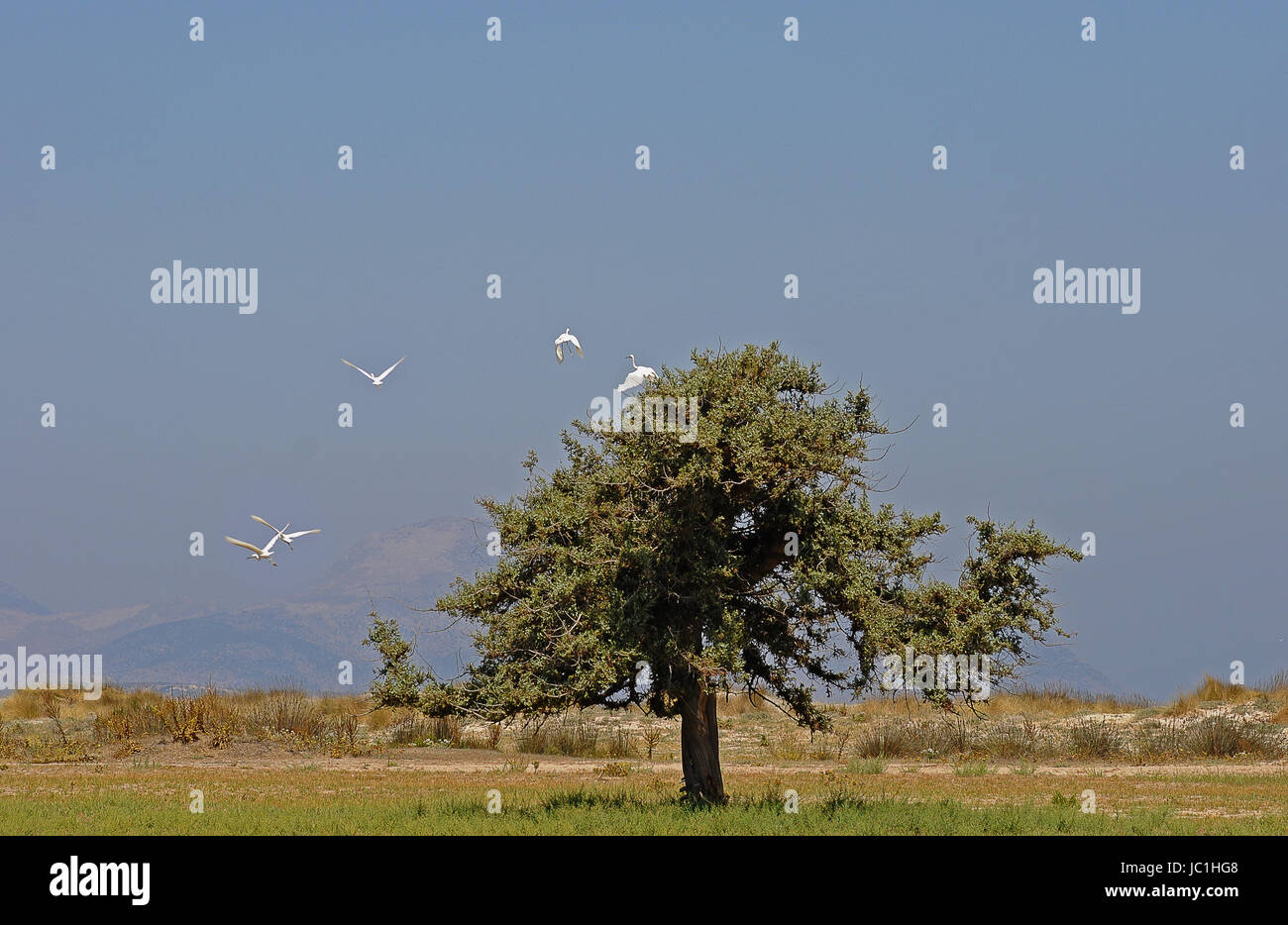 tree on kos Stock Photo