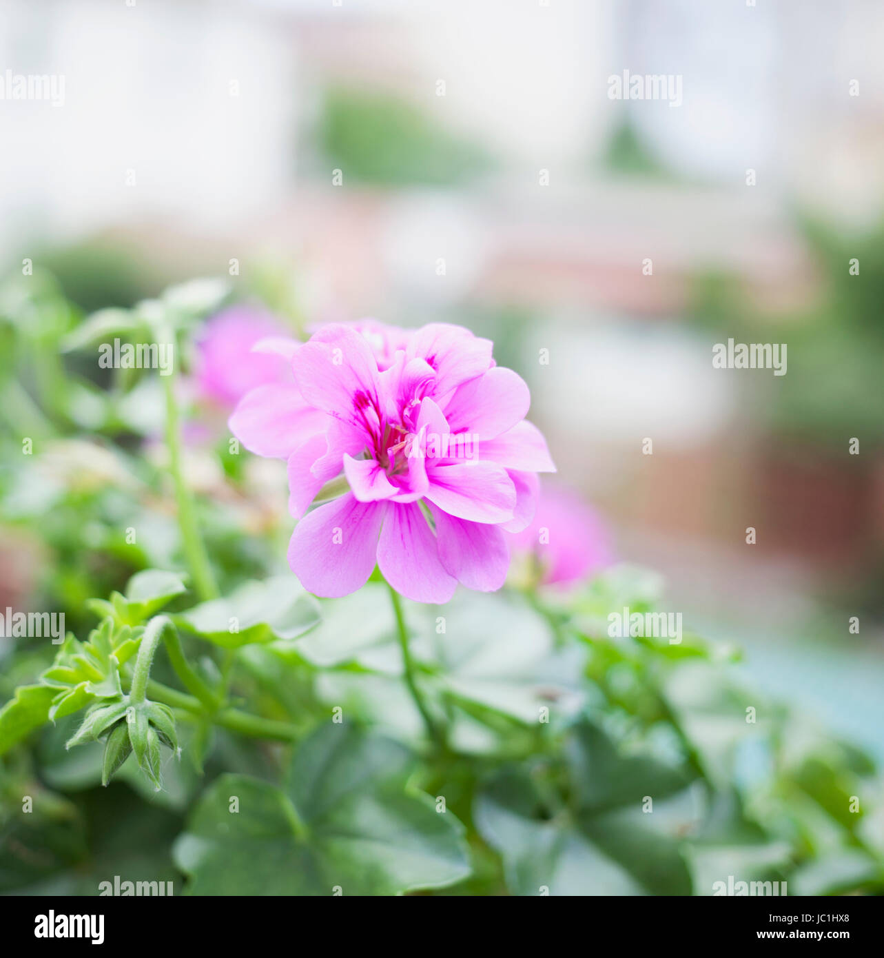 Pink Geranium from a bunch of leaves Stock Photo - Alamy