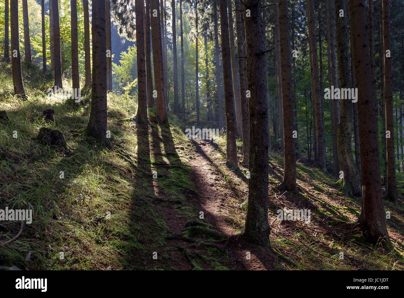 mountain forest Stock Photo