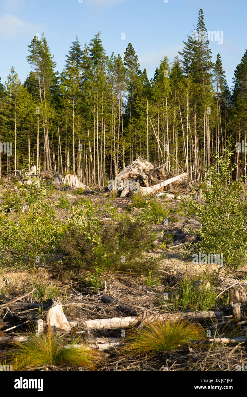 Logging clearcutting practice leaves forest looking barren right by the road. Stock Photo