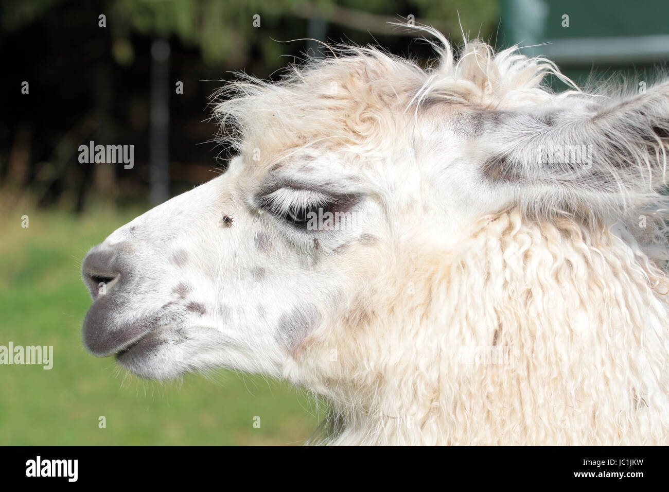 llama head Stock Photo