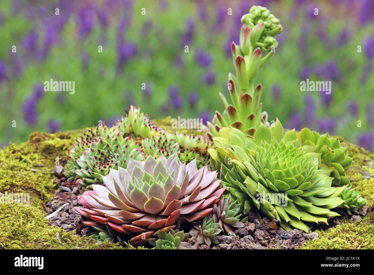 small rock garden in front of lavender Stock Photo