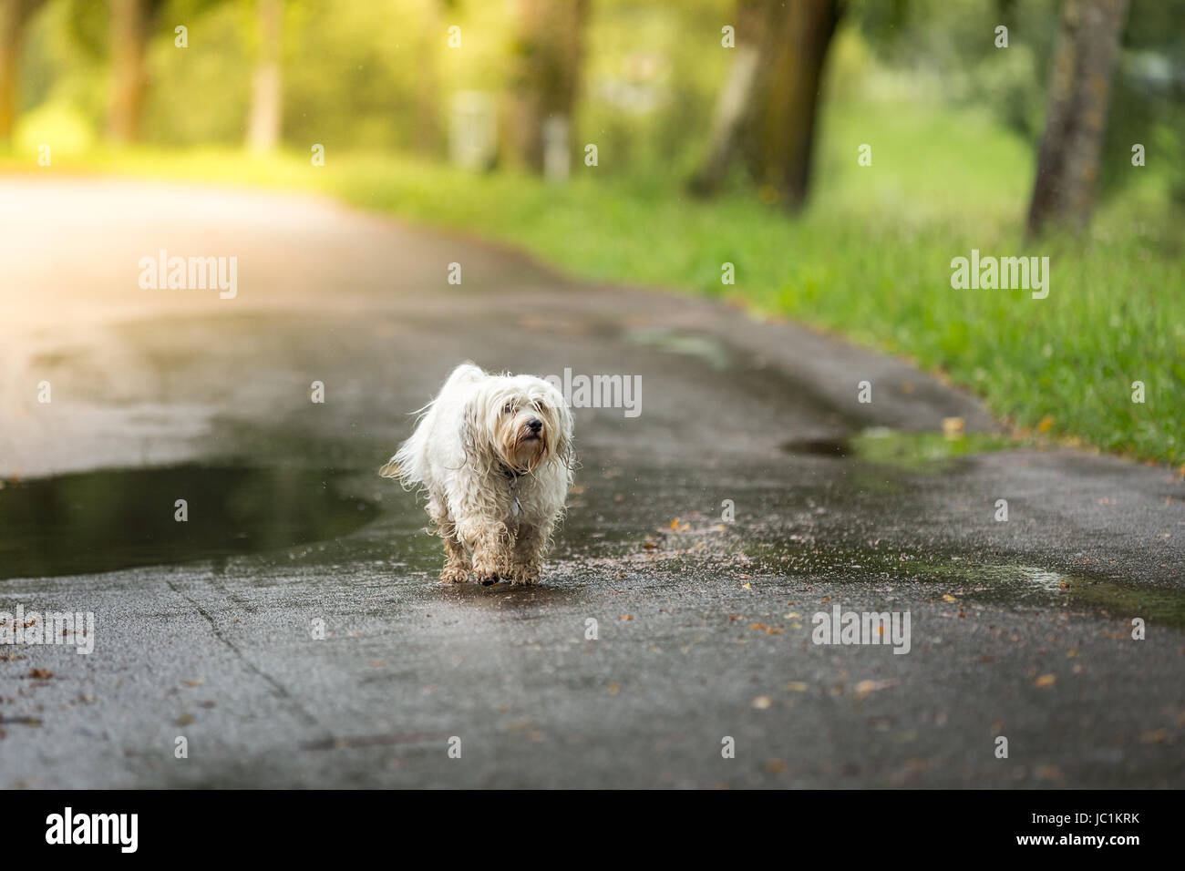 Kleiner weißer Hund geht bei schlechtem Wetter über die Straße. Stock Photo