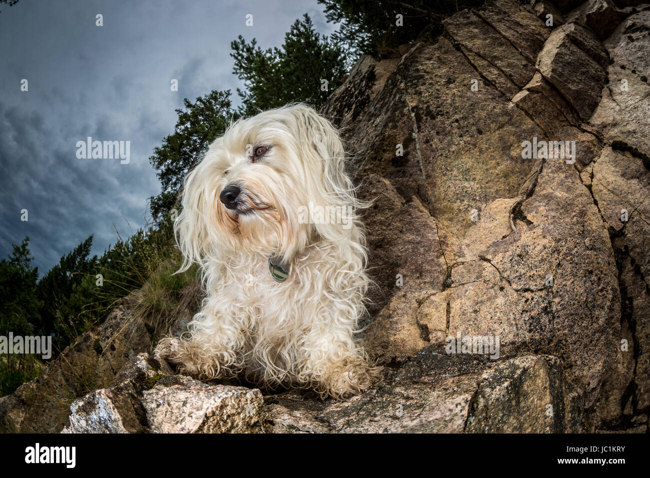 Kleiner weißer Hund sitzt auf einem Felsvorsprung Stock Photo - Alamy