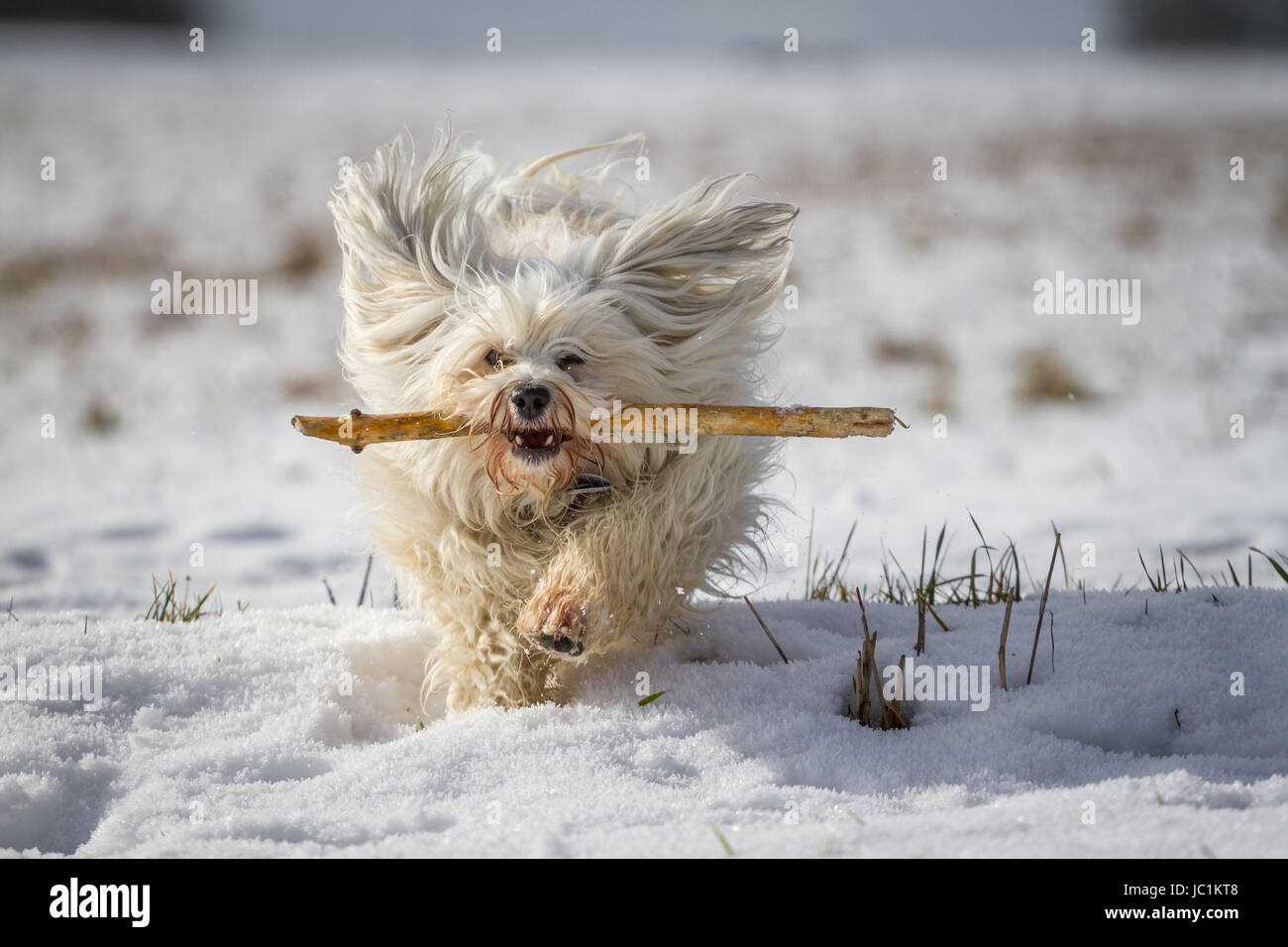 Ein weißer kleiner Hund apportiert einen Stock im Schnee. Stock Photo