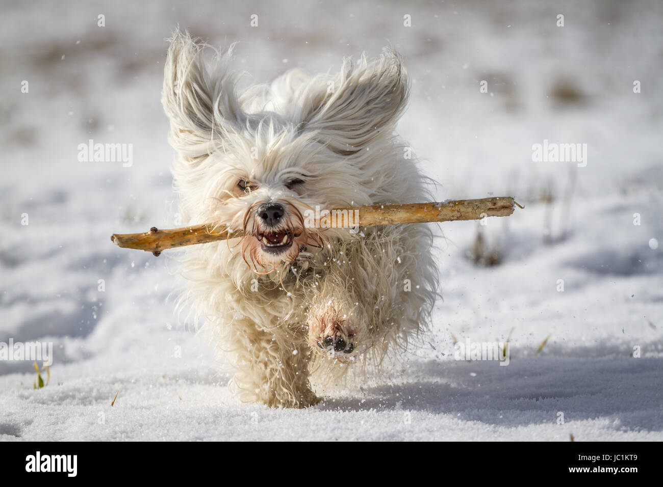Ein weißer kleiner Hund apportiert einen Stock im Schnee. Stock Photo