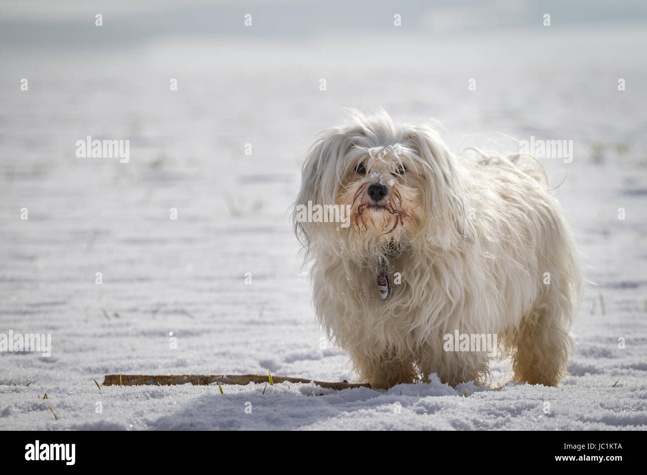 Kleiner weißer Hund steht im Schnee neben einem Stock. Stock Photo