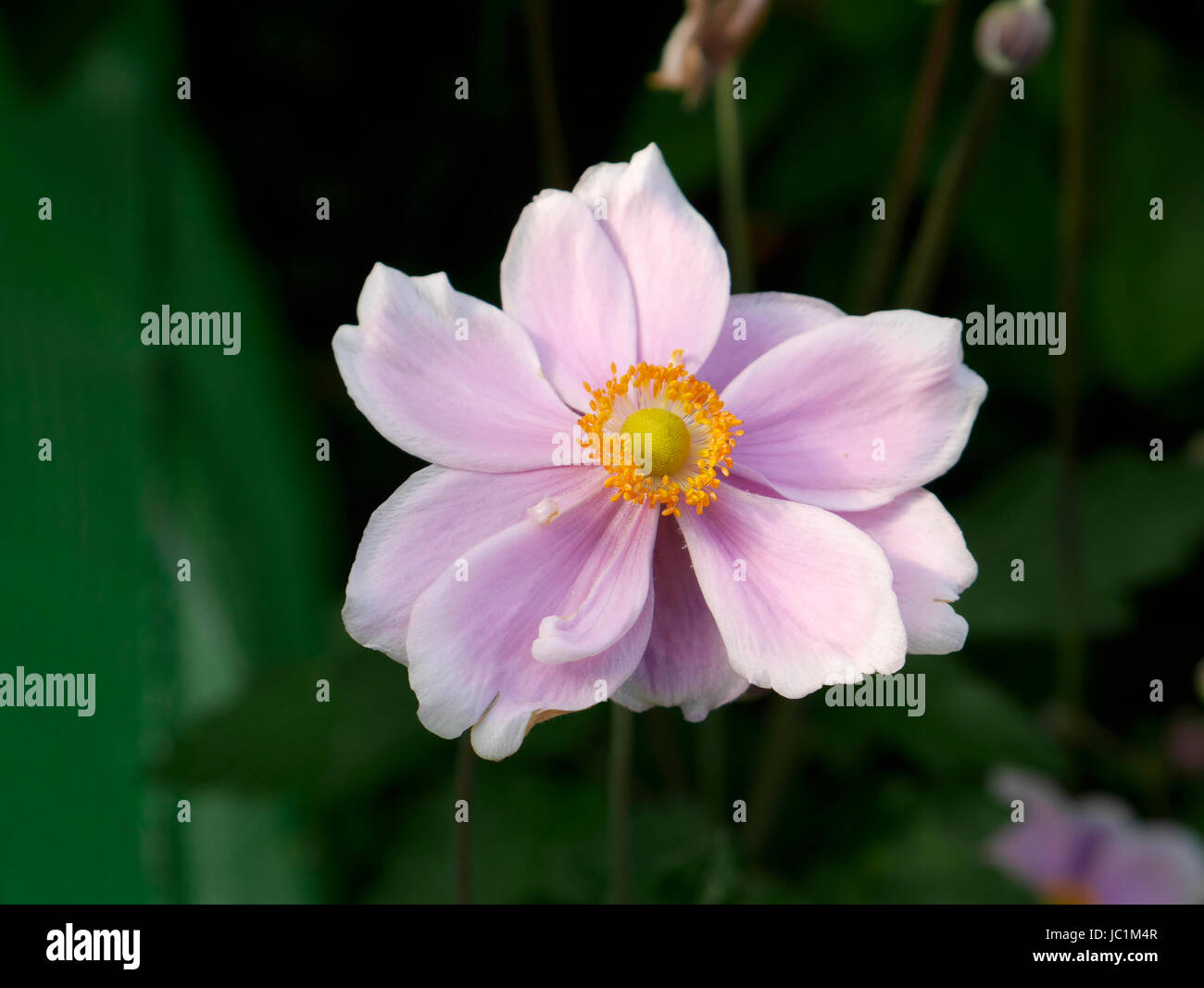 Flower of anemone japonica. Suzanne's vegetable garden, Le Pas, Mayenne, France. Stock Photo