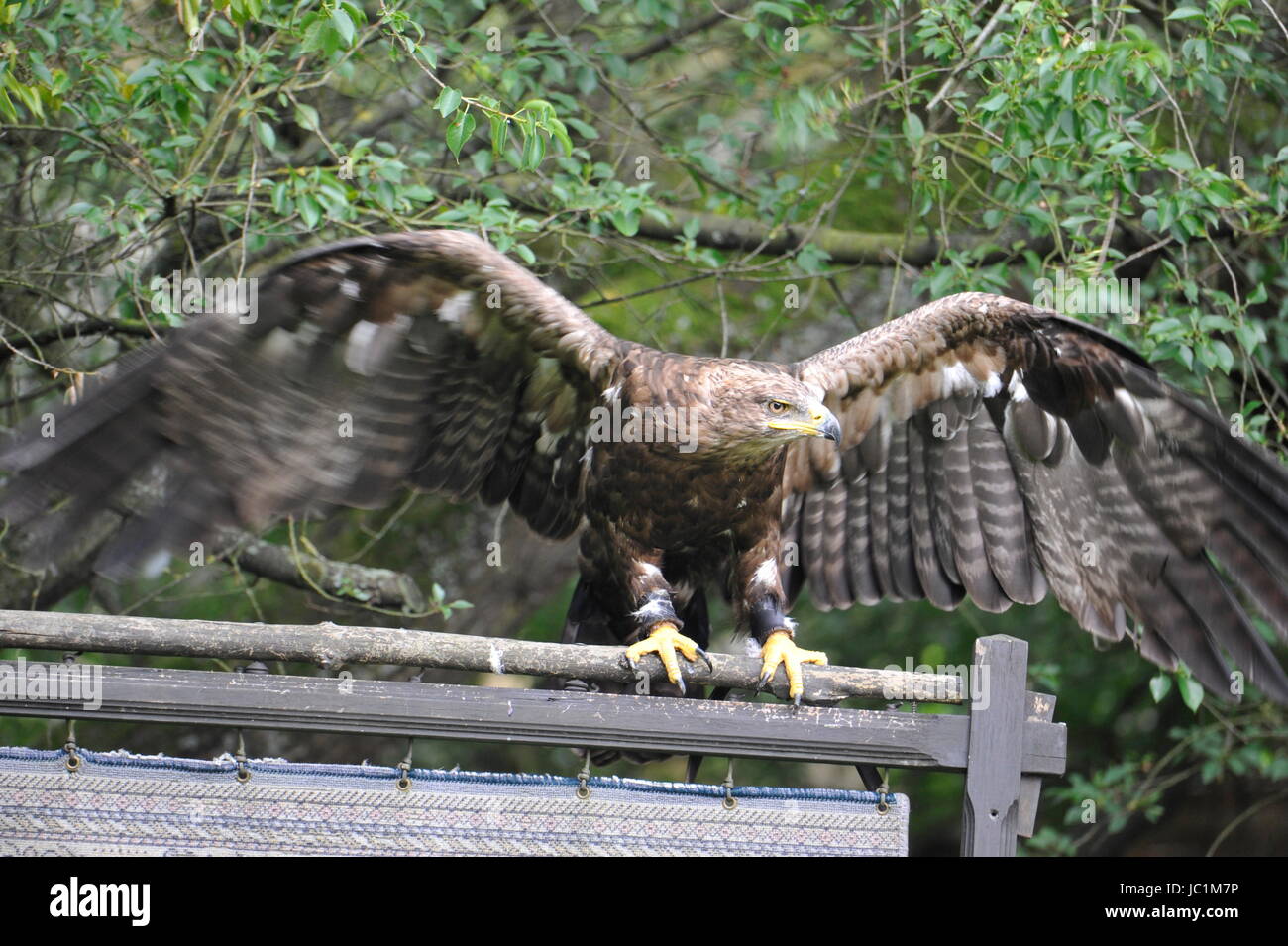 The golden eagle (Aquila chrysaetos).Falconry in Germany. Stock Photo