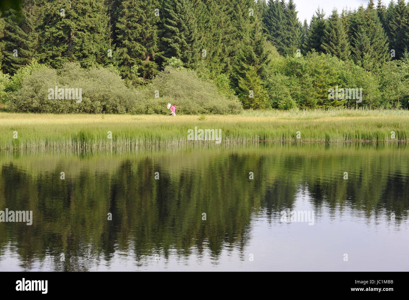 Grass in water surface,Marienteich,Germany. Stock Photo