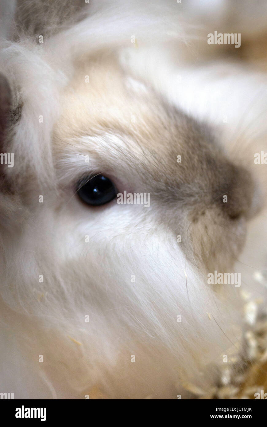 Long Haired White Rabbit Bunny Stock Photo 145096971 Alamy