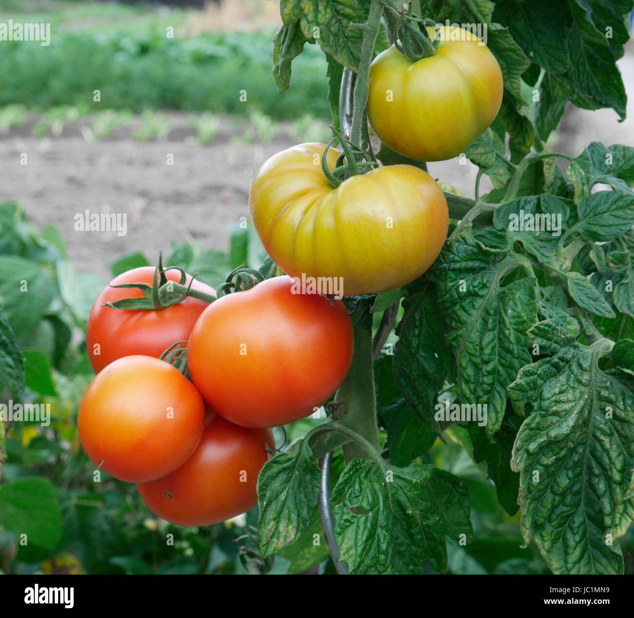 Growing tomatoes hires stock photography and images Alamy