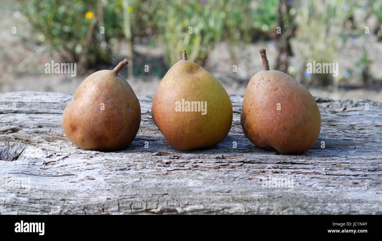 Pears 'Doyenné du comice bronzée'. Stock Photo