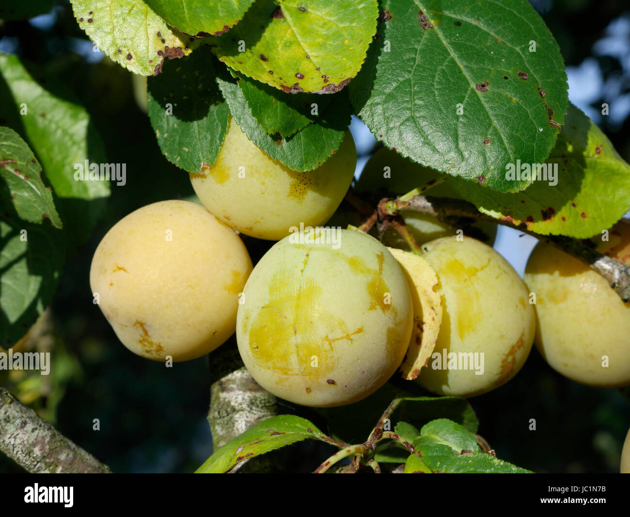 Plums ripening in the branch of the tree (Variety : Reine Claude d'Oullins), Prunus domestica (Suzanne's vegetable garden; Le Pas; Mayenne; France). Stock Photo