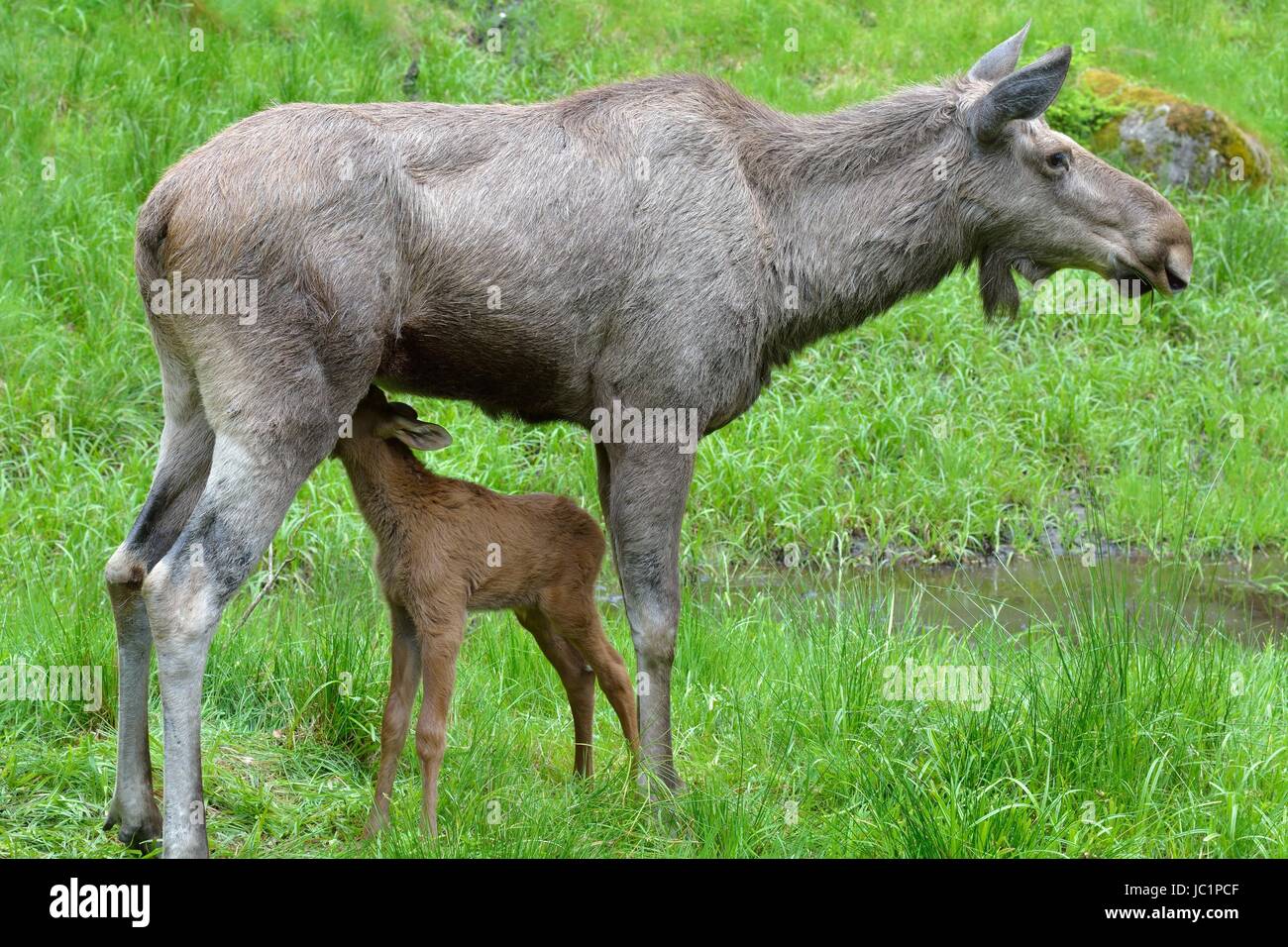 Elchkuh (Alces alces) mit Jungem im Nationalpark Bayerischer Wald. moose. Captive Stock Photo
