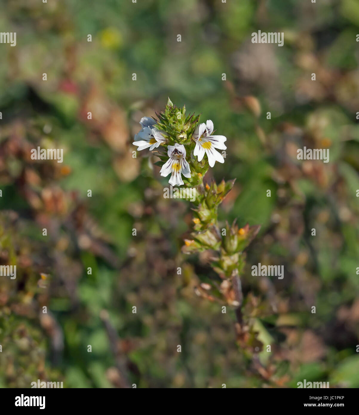 Tiny wild flower Eyebright growing on chalk downland of South Downs in Sussex Stock Photo