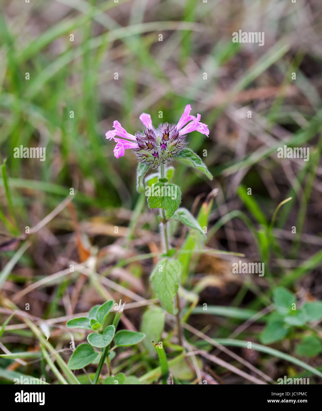 Wild flower Wild Basil growing on chalk downland the South Downs in Sussex Stock Photo