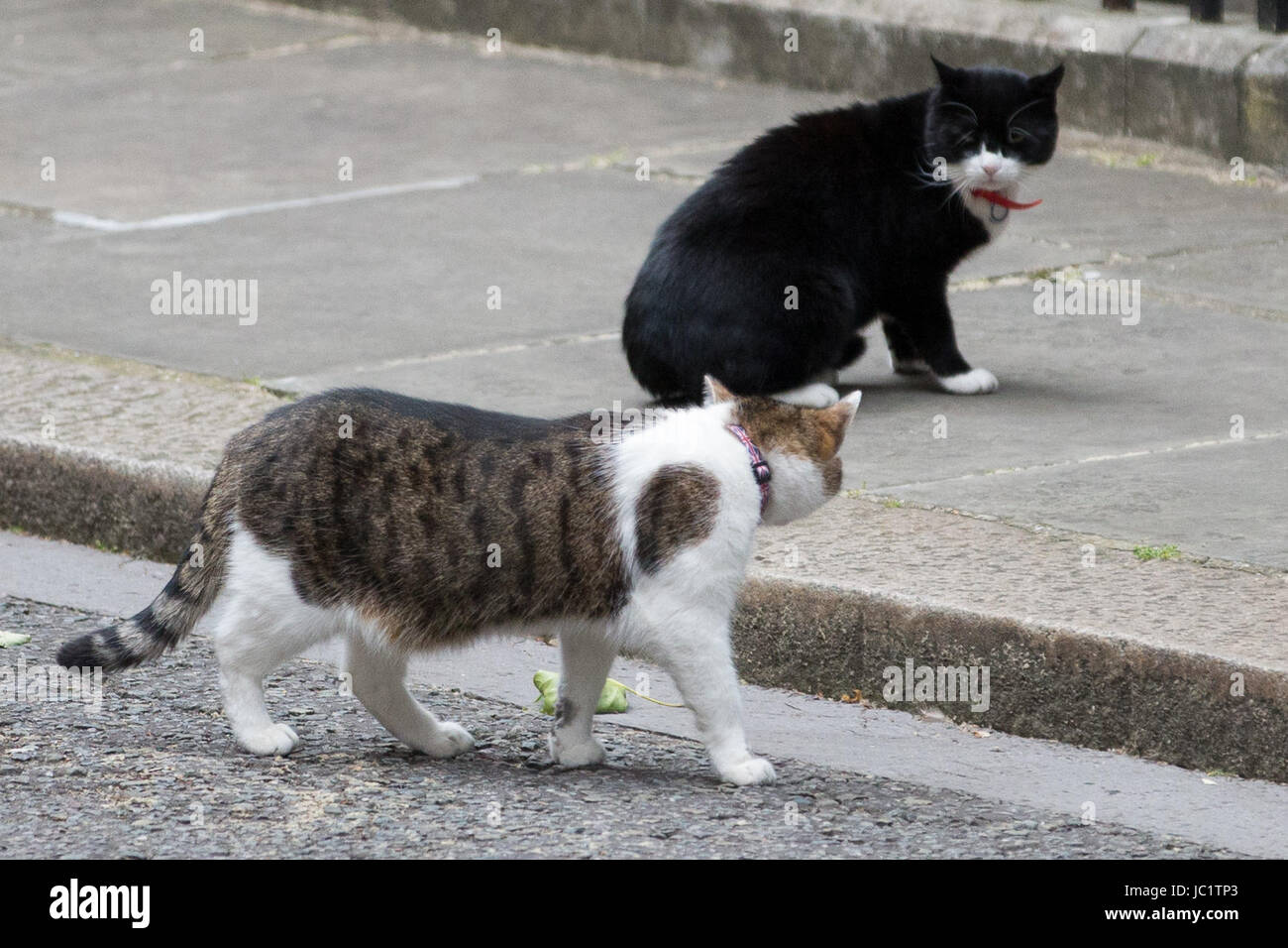Chief mouser 10 downing street hires stock photography and images Alamy