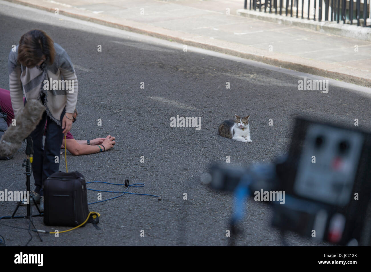 Downing Street, London, UK. 13th June, 2017. Larry the cat receives media attention while waiting for the DUP leader to arrive in Downing Street. Credit: Malcolm Park/Alamy Live News. Stock Photo