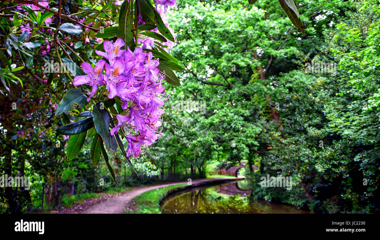 Caldon Canal, Staffordshire. 13th Jun, 2017. UK Weather: A typical English spring time scene wild Rhododendron Moerheim flowers flowering in full bloom along the towpath of the Leek branch of the Caldon Canal, Staffordshire, 13 Jun, 2017. Credit: Doug Blane/Alamy Live News Stock Photo