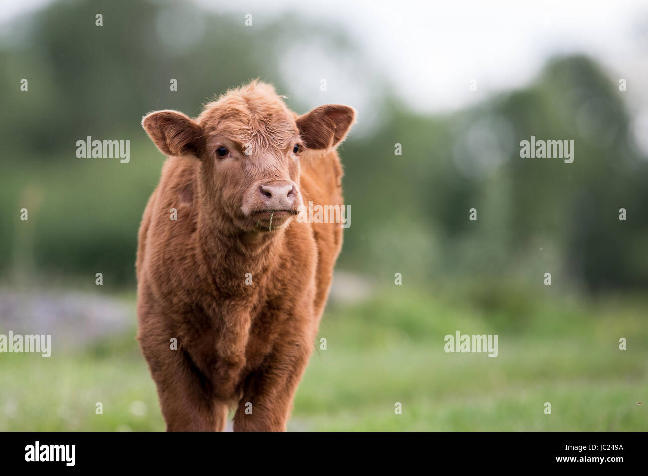 Highland Cow Calf, Young Highland Cattle of Scotland Stock Photo Alamy