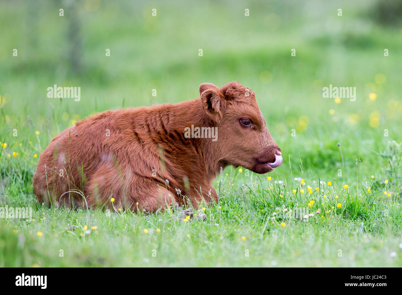 Highland Cow Calf, Young Highland Cattle of Scotland Stock Photo Alamy