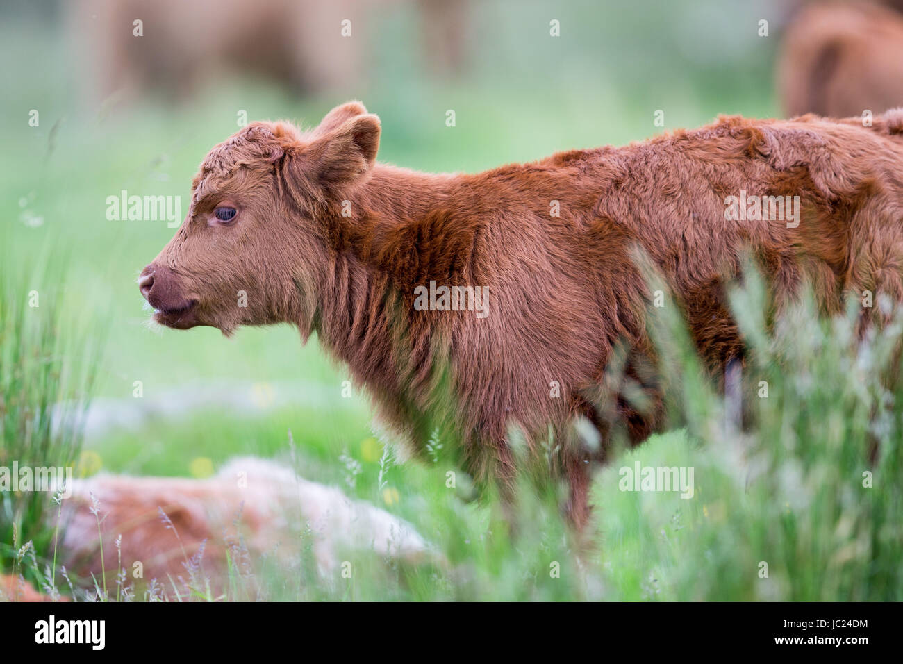 Highland Cow Calf, Young Highland Cattle of Scotland Stock Photo Alamy