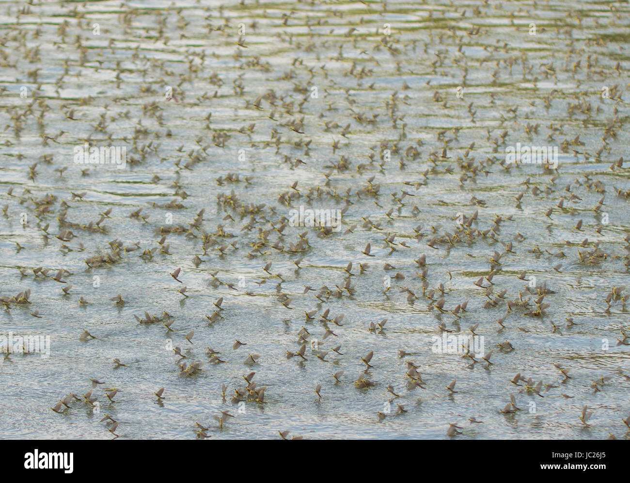 Kanjiza, Serbia. 13th June, 2017. Blooming of the Tisa (Tisza) river. Millions of Tisa mayflies (Palingenia longicauda) perform their love dance just over the surface of the water. This phenomenon happens once a year (middle of June) and is best seen in Serbian town Kanjiza, close to the border with Hungary. Credit: Bojan Bozic/17�Թ����� Live News. Stock Photo