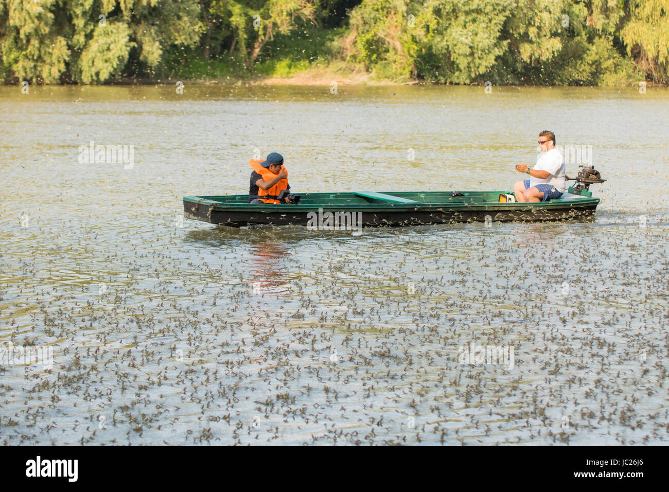 Kanjiza, Serbia. 13th June, 2017. Blooming of the Tisa (Tisza) river. Millions of Tisa mayflies (Palingenia longicauda) perform their love dance just over the surface of the water. This phenomenon happens once a year (middle of June) and is best seen in Serbian town Kanjiza, close to the border with Hungary. Credit: Bojan Bozic/17�Թ����� Live News. Stock Photo