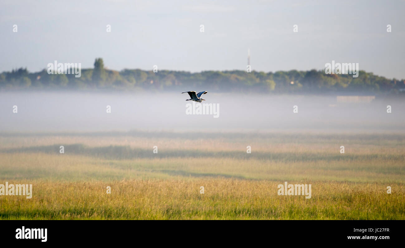 Aldeburgh Suffolk, UK. 14th June, 2017. A Grey Heron takes flight as an early morning mist is burnt off by the sun over the River Alde estuary at Aldeburgh on the Suffolk coast . Hot sunny weather is forecast to spread across Britain again in the next few days with temperatures reaching as high as 28 degrees in some parts Credit: Simon Dack/Alamy Live News Stock Photo