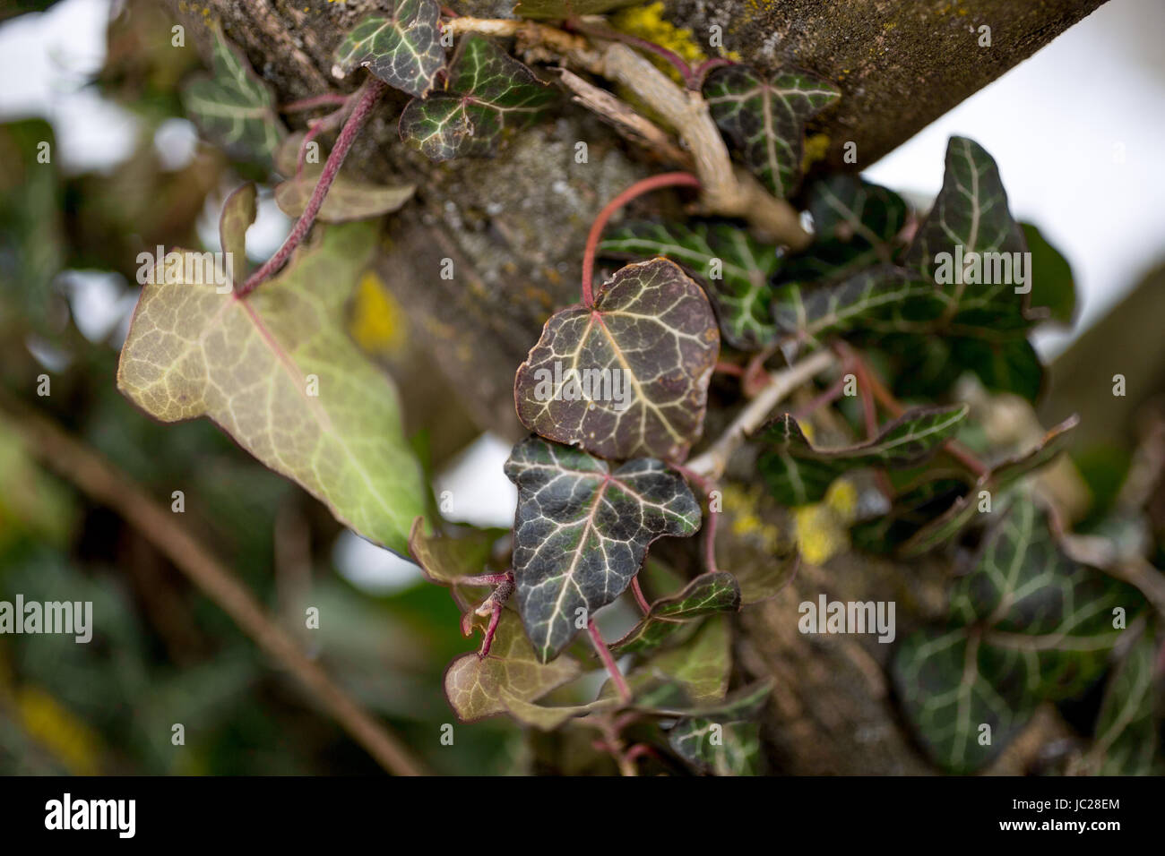 Ivy growing up white fence hi-res stock photography and images - Alamy