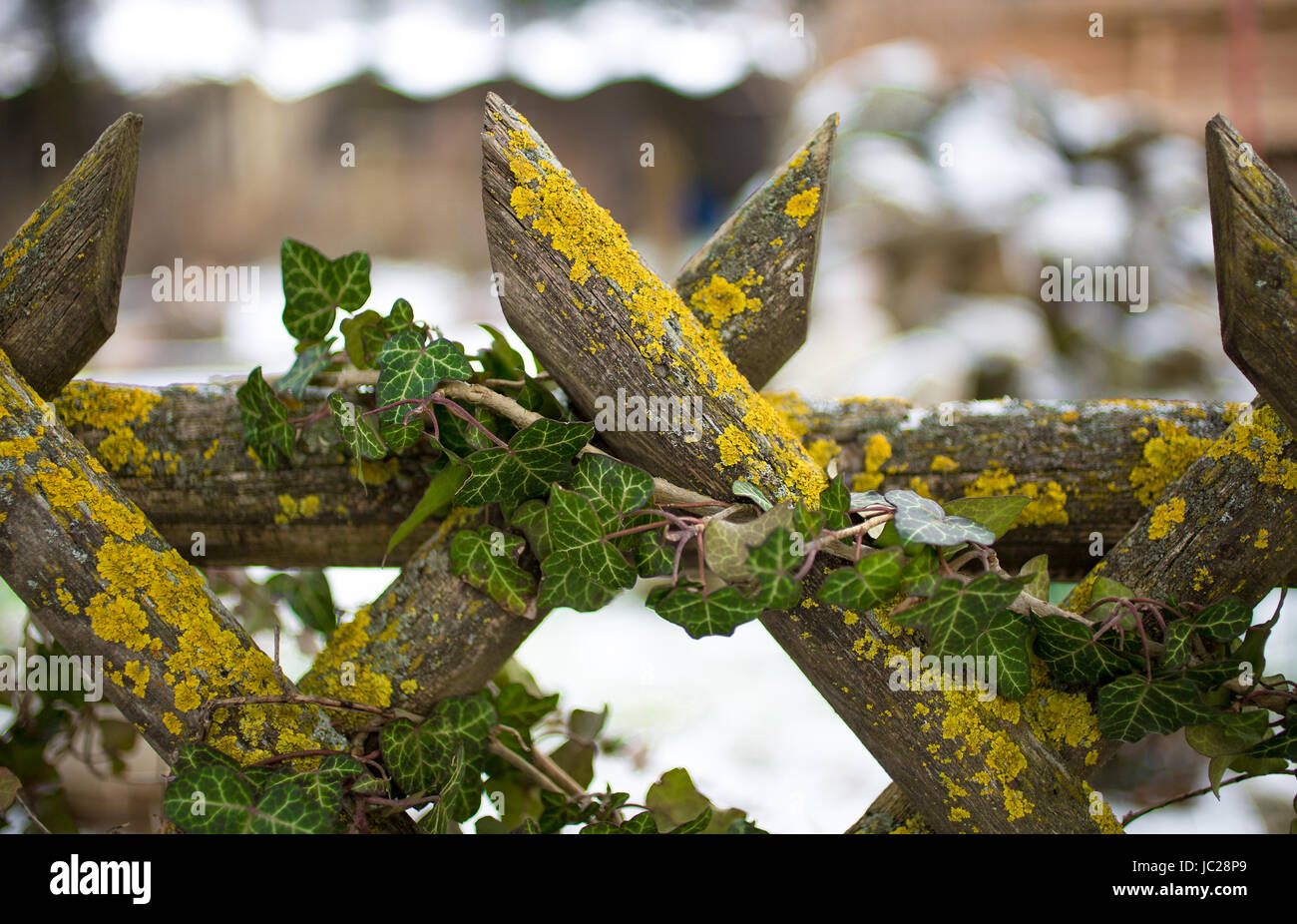 Closeup photo of old wooden fence grown with ivy and moss Stock Photo ...