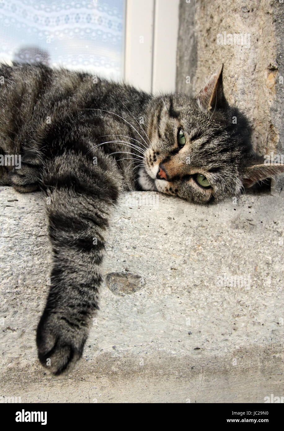 Grey european cat lying at the window Stock Photo - Alamy