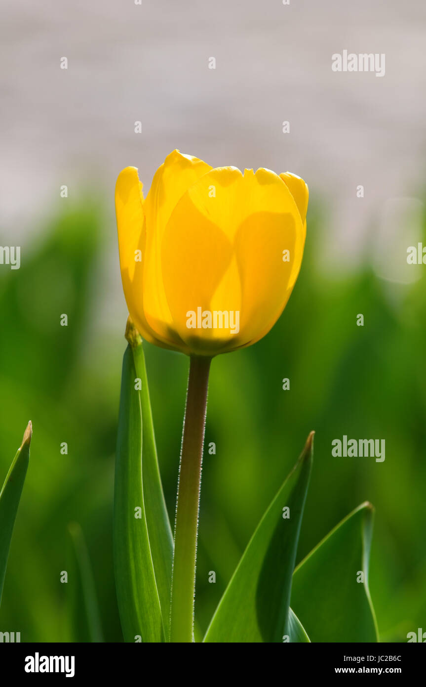 The close up view of a single yellow tulip over green background Stock ...