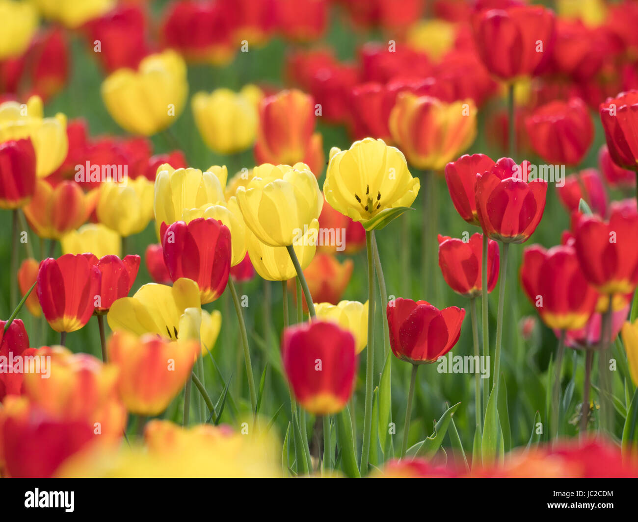 Tulip Field Stock Photo