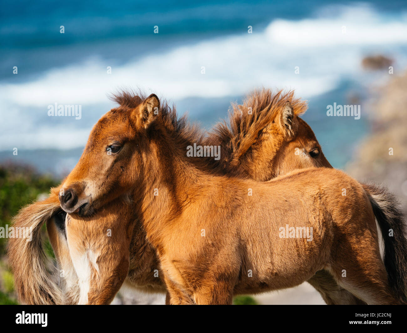 Yonaguni Horse Stock Photo