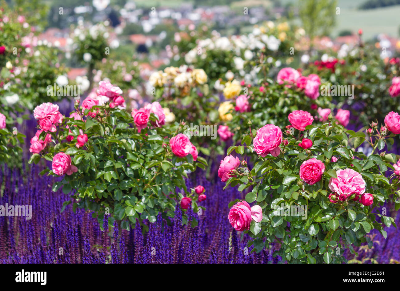 Pink rose’s bushes and blue flowering ornamental salvia nemorosa in a rose garden English style Stock Photo