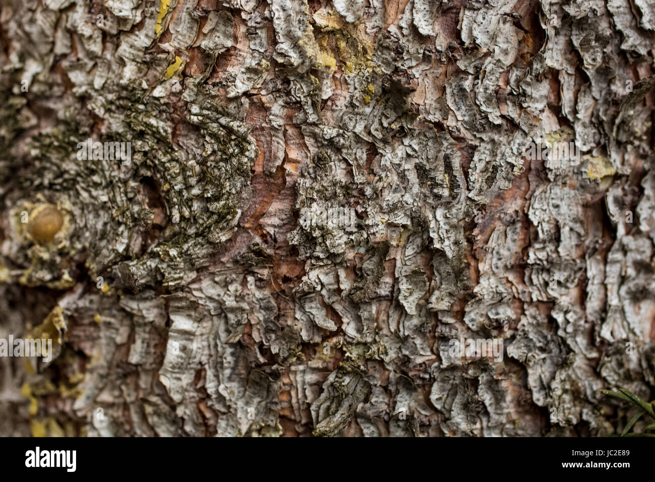 Closeup texture of pine tree bark Stock Photo - Alamy