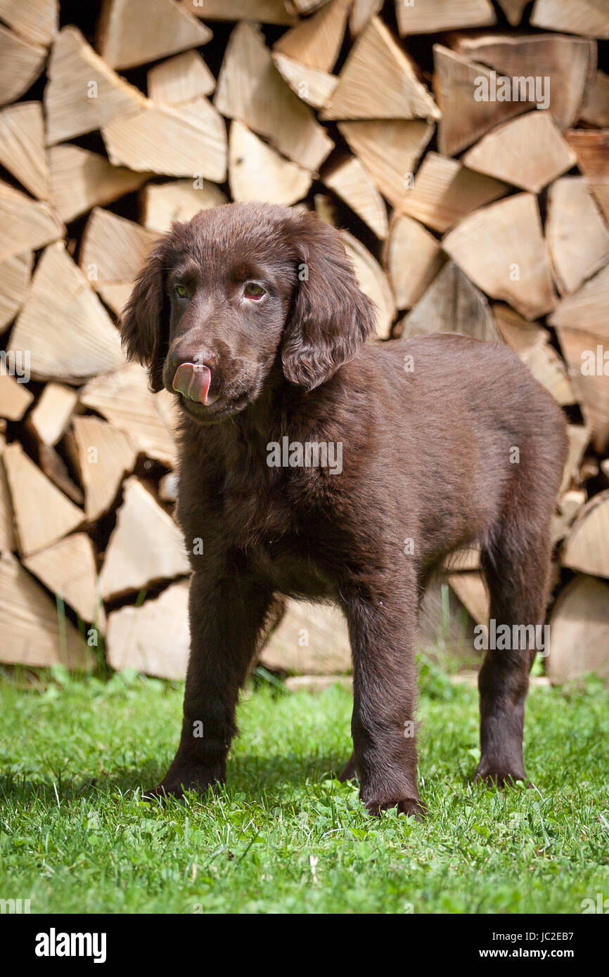 Glucklicher hund hi-res stock photography and images - Alamy