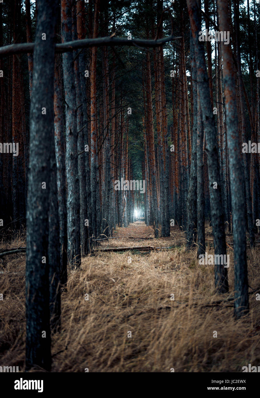 Scary burnt forest at evening with light in the end Stock Photo