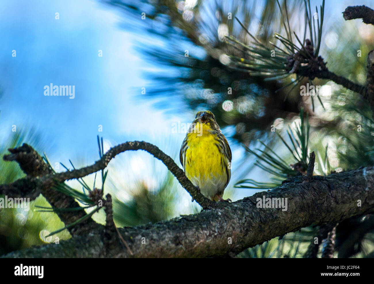 Bird singing in a tree Stock Photo