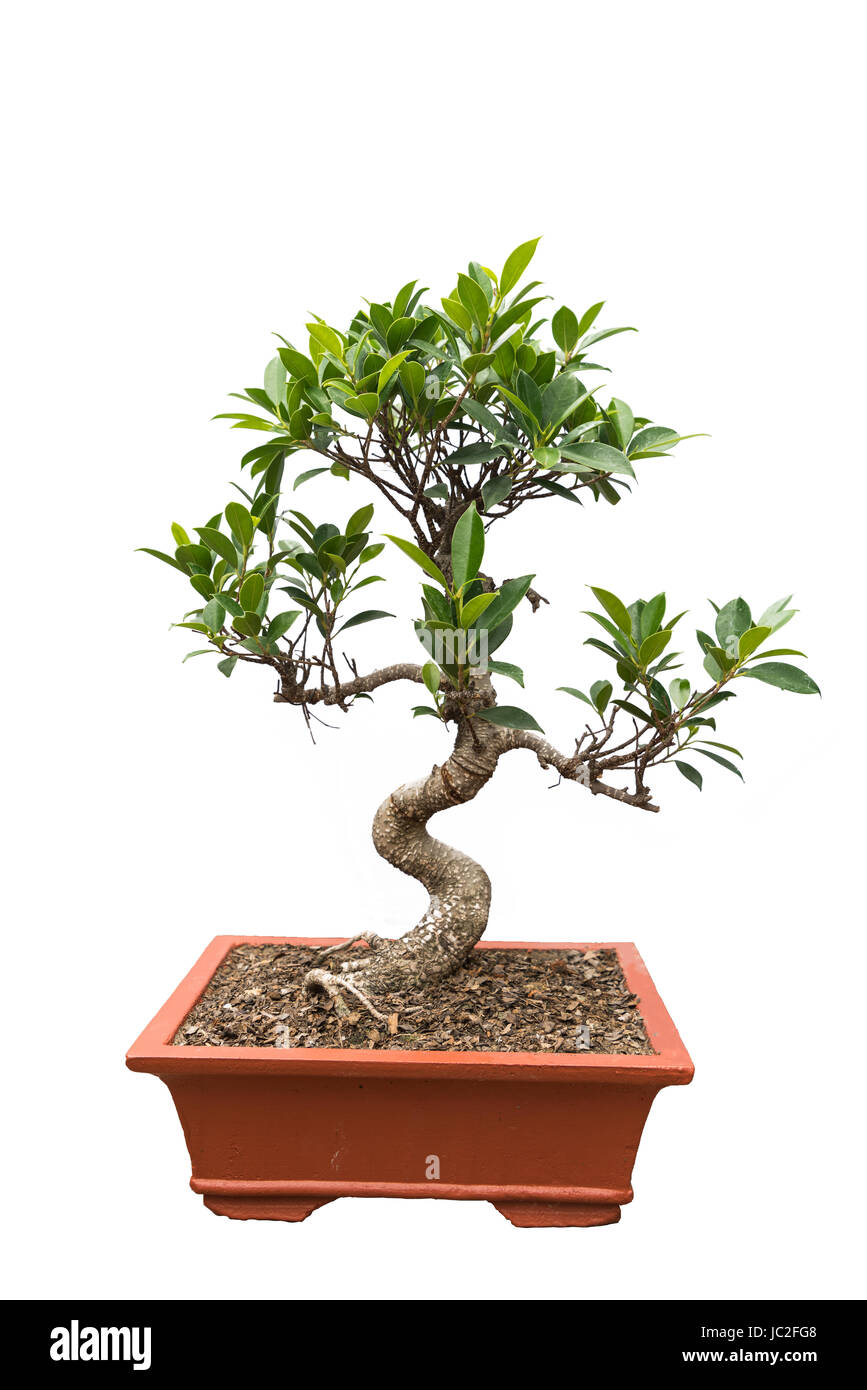 green bonsai banyan tree Stock Photo Alamy