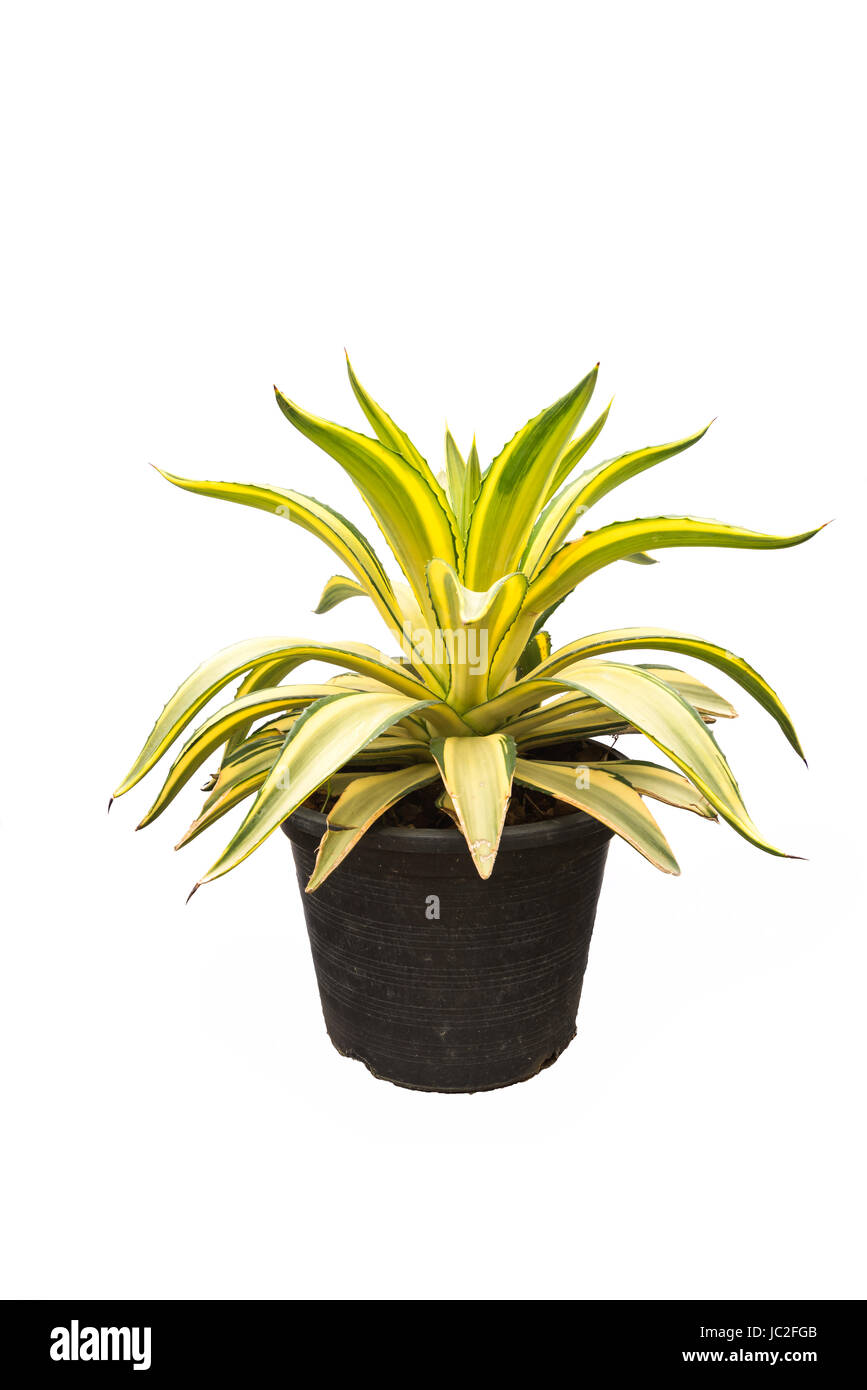 Agave plant isolated on white background Stock Photo - Alamy