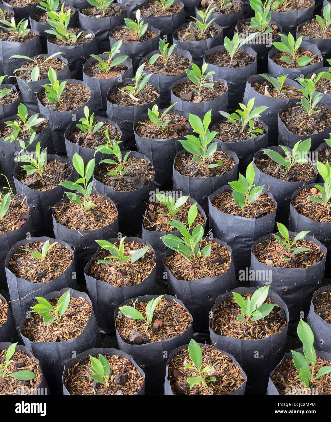 Banyan plants in a nursery Stock Photo Alamy
