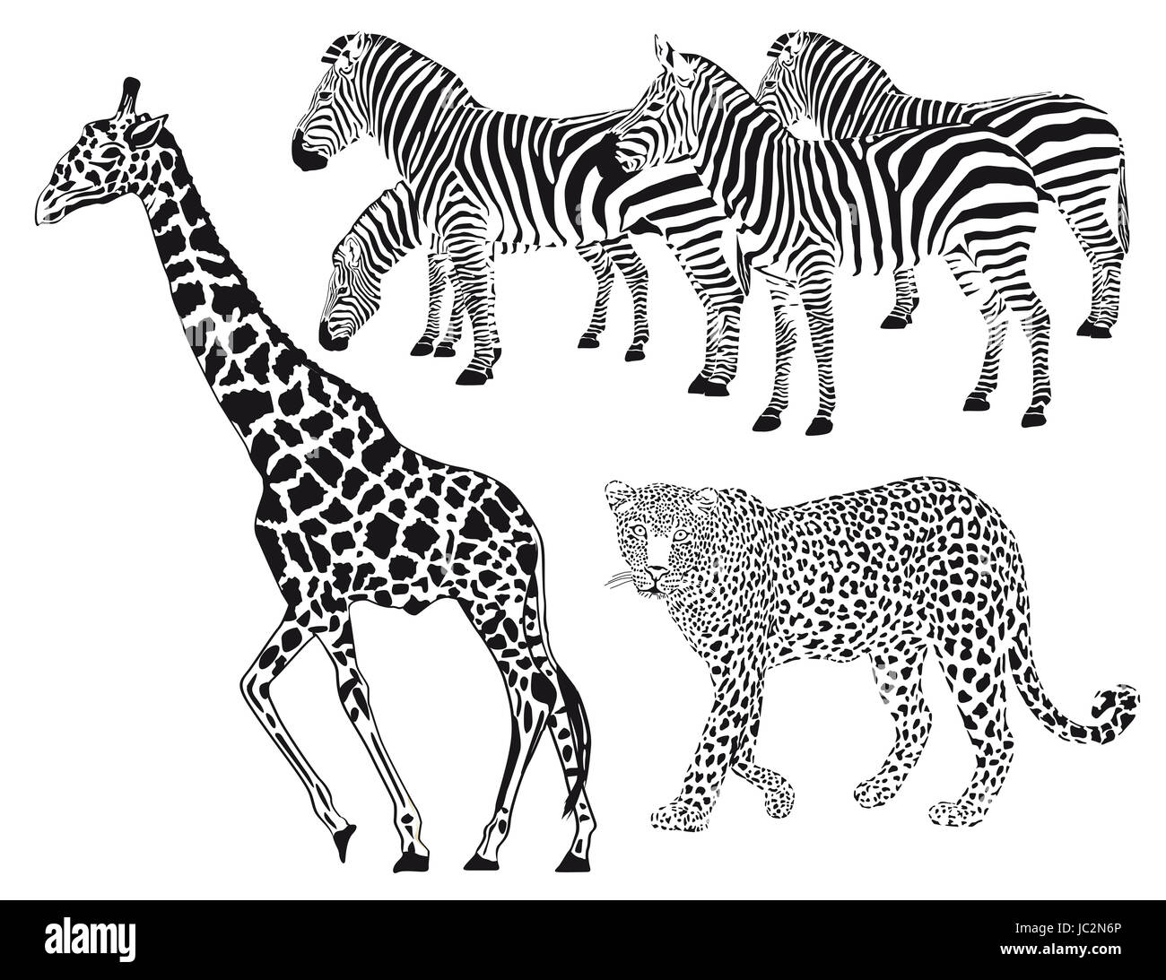 leopard,zebra,giraffe Stock Photo