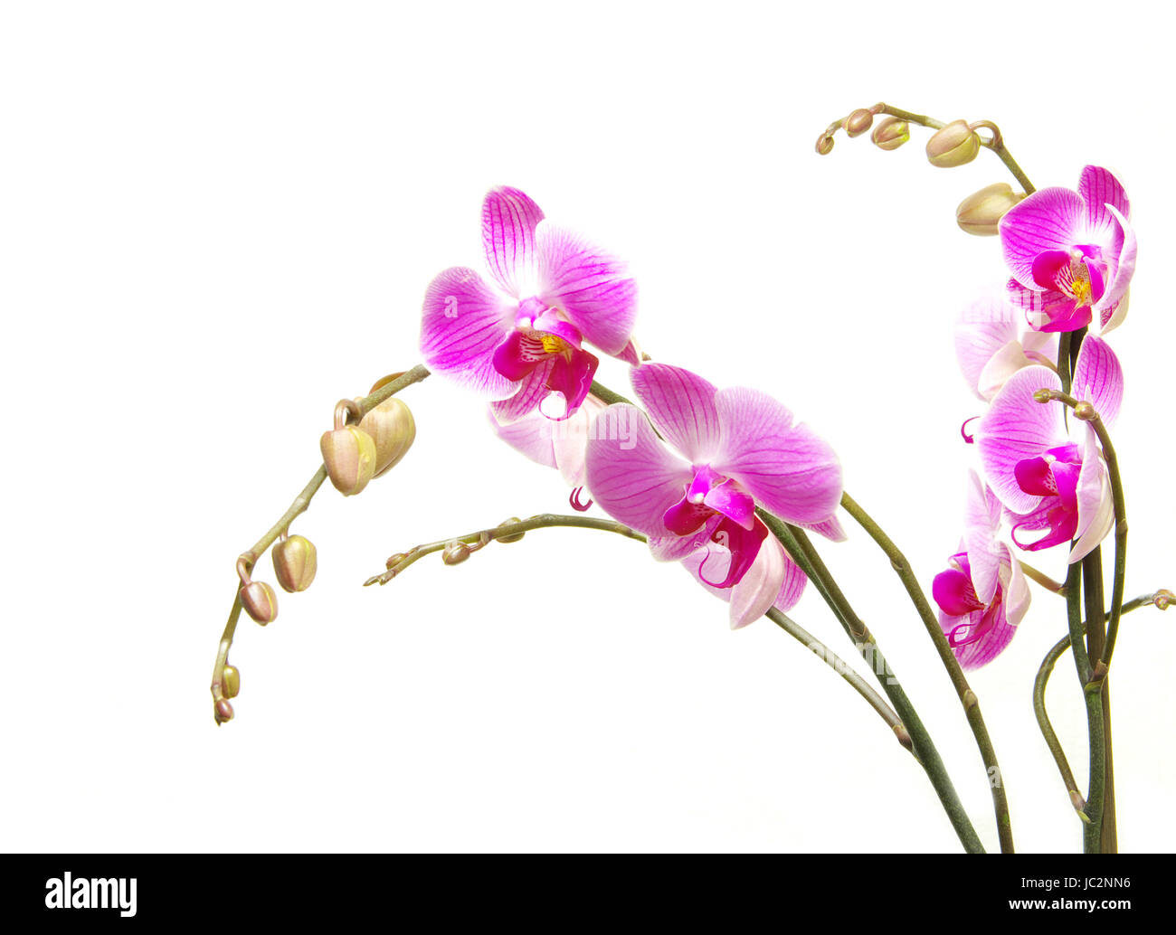 Pink orchid isolated on a white background Stock Photo - Alamy