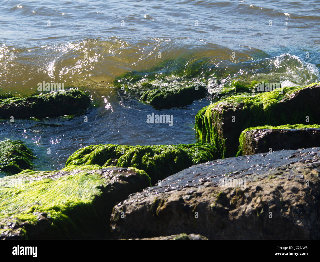 Nature grows on pier hi-res stock photography and images - Alamy