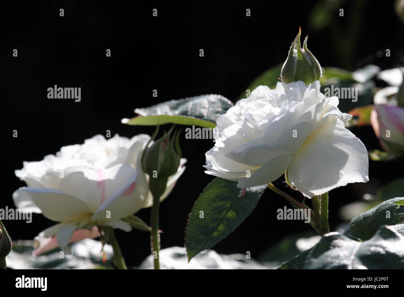white english rose Stock Photo