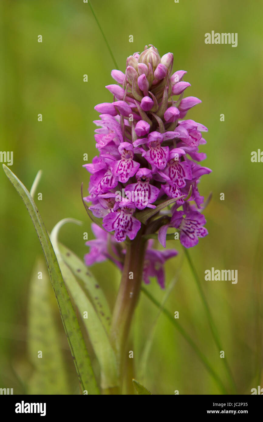 Baltic Marsh-orchid, Dactylorhiza baltica, Klinge. Rare wild flower Stock Photo